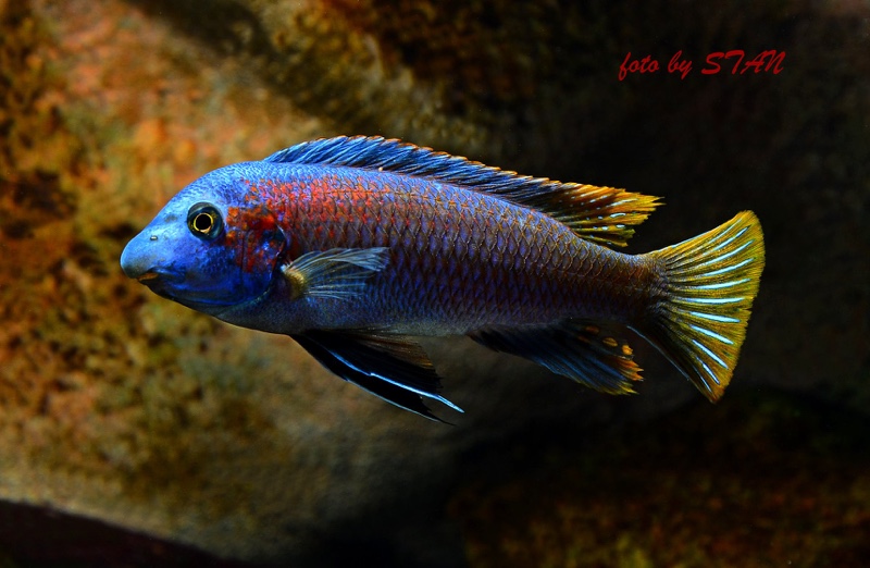 Labeotropheus trewavasae 'Makankha Reef'